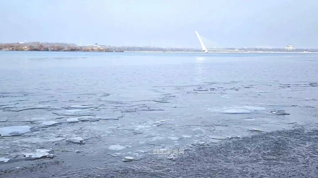 松花江哈尔滨段跑冰排了|预计松花江干流4月3日起开江 比往年提前4至6