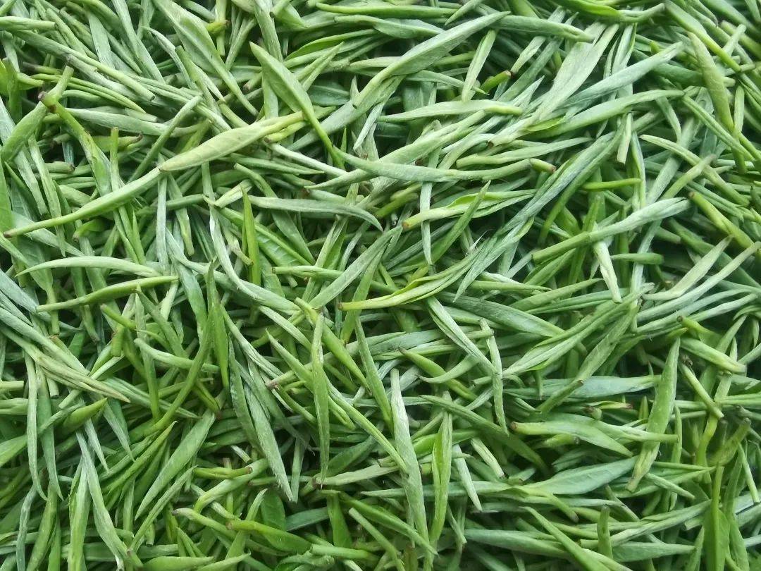 春风十里,不如一品石门银峰里鲜润的春天_茶叶_茶园_泉碧