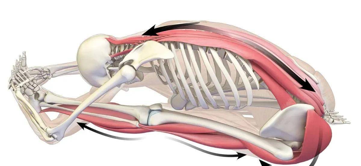 屈膝腿侧的背部肌肉伸展得比较深,伸直腿侧的臀大肌,腘绳肌和腓肠肌