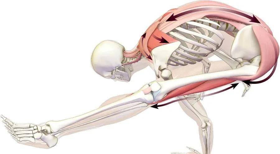 总结 膝关节伸直会拉长腘绳肌.