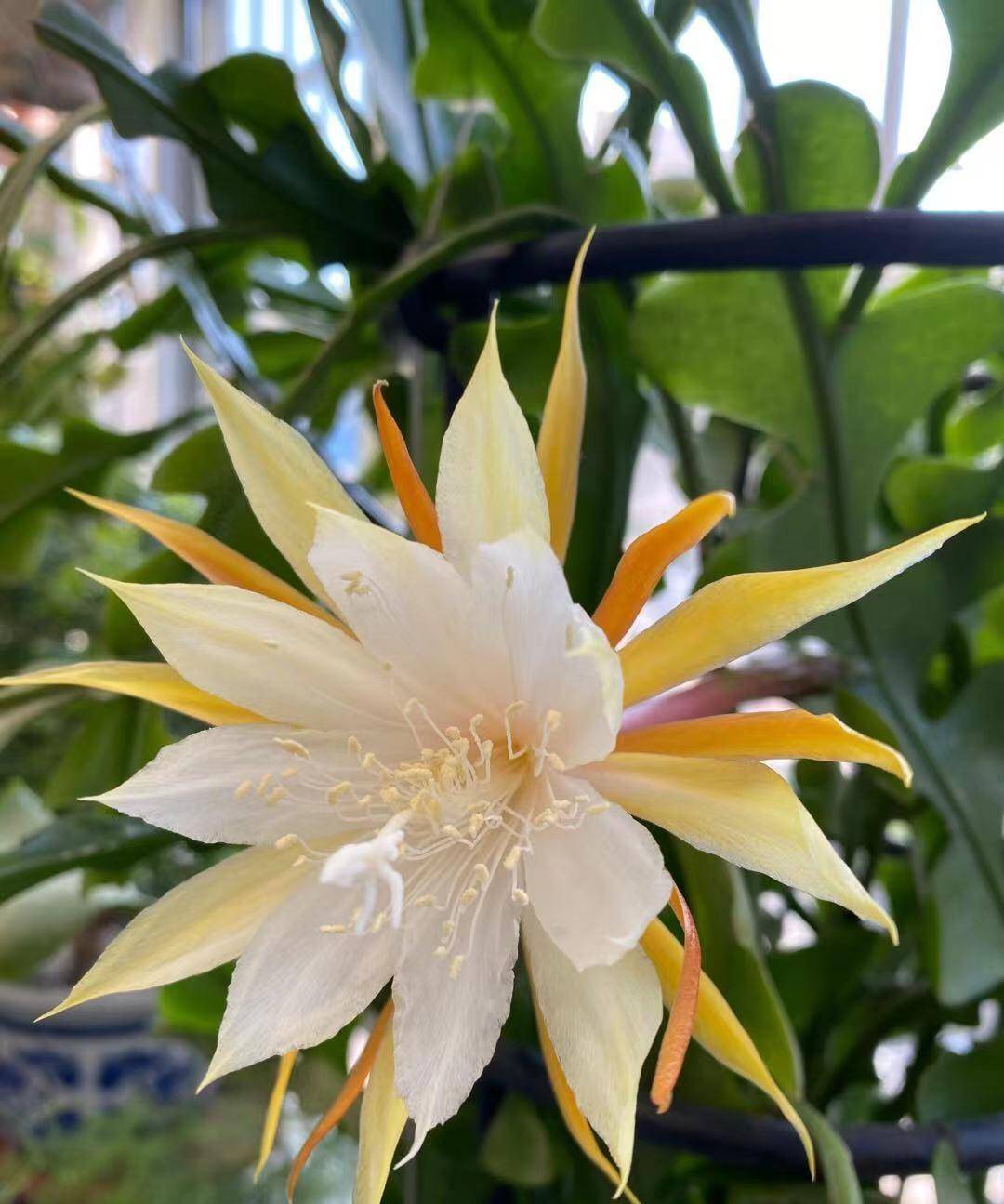 室内盆栽"新宠"—锯齿昙花,能观叶,赏花,闻花香,耐阴且好养_开花_植物