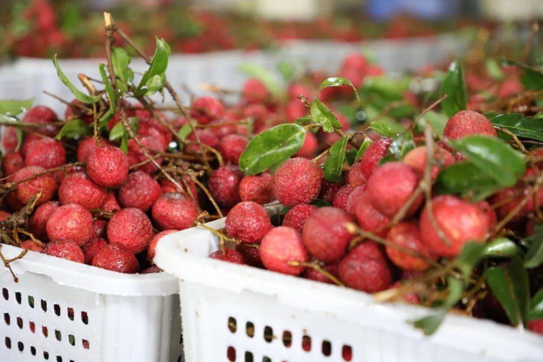 【每日荔枝介绍】麻垌荔枝_桂平市_麻垌镇_种植