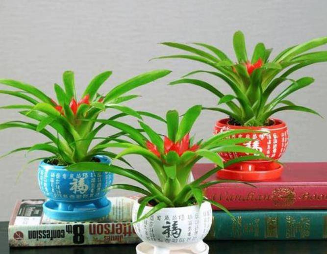 原创            适合家里养殖的绿植花卉盆栽，新手朋友快来选一选吧-适合家里养的盆花