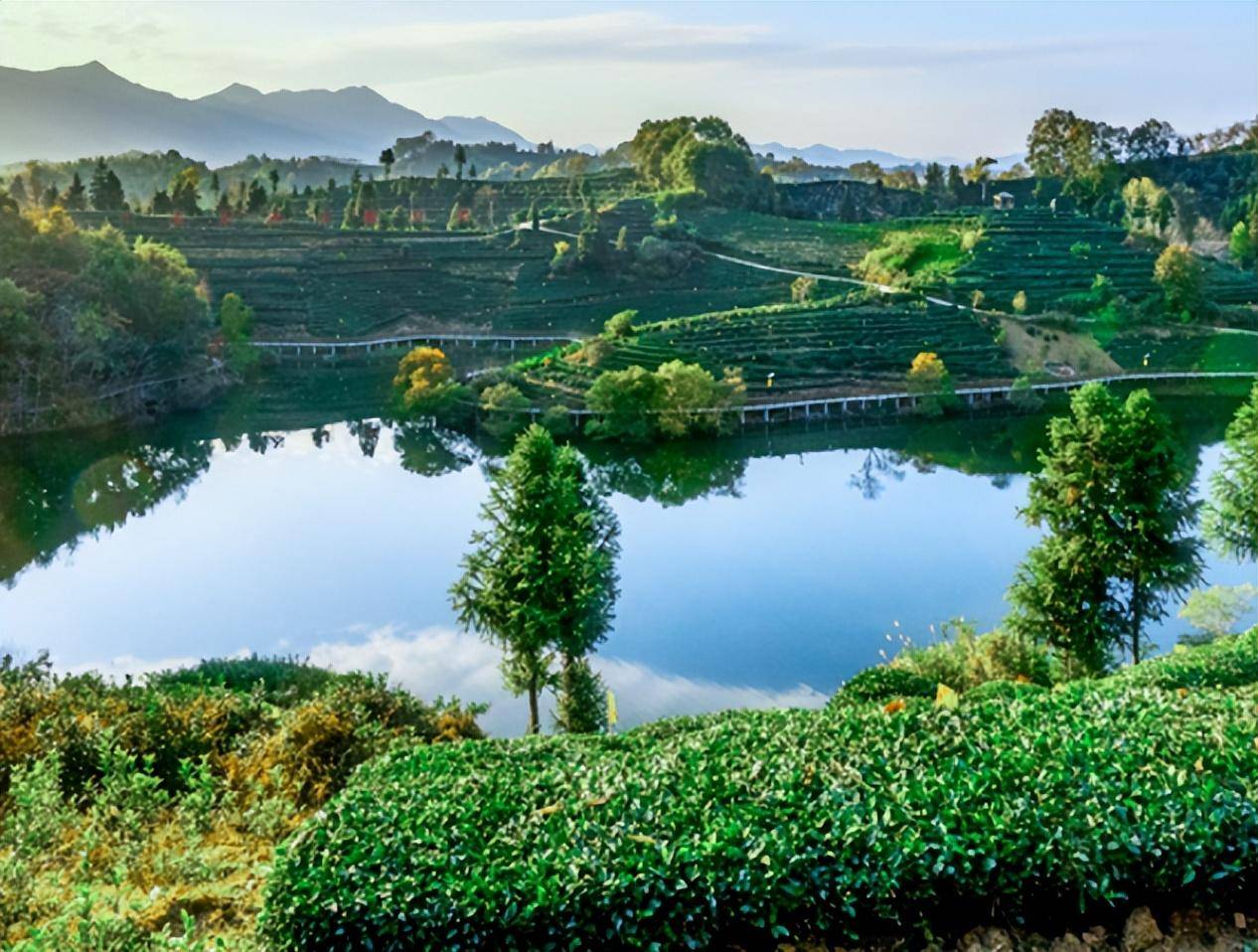 相约安徽·向春而行丨茶为媒 游为本 六安金寨西茶谷里办节会_茶叶