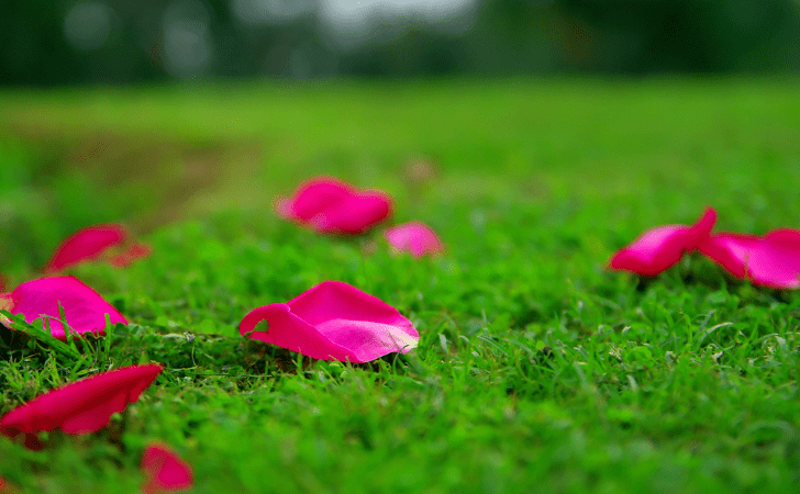 落花时节读华章