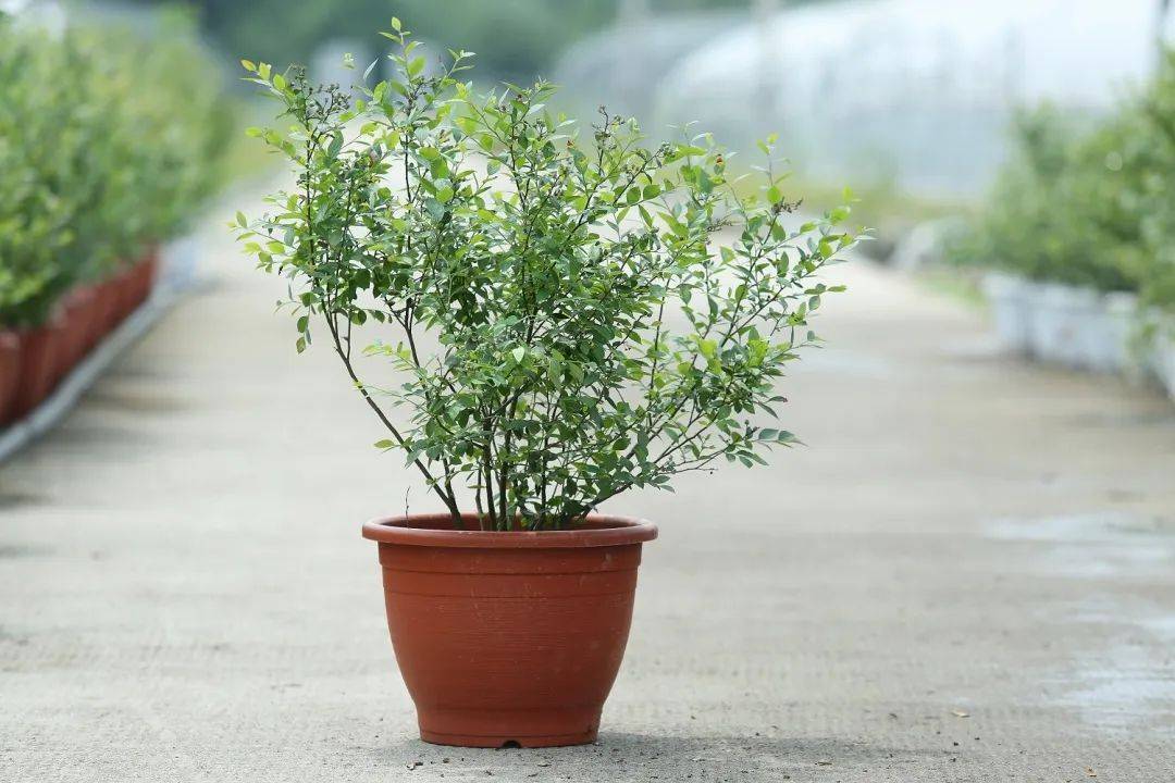 蓝莓苗木栽植准备之品种的选择_土壤_种植_酸碱度