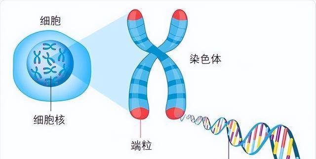 最古老的树（史上最古老的树是什么树） 第4张