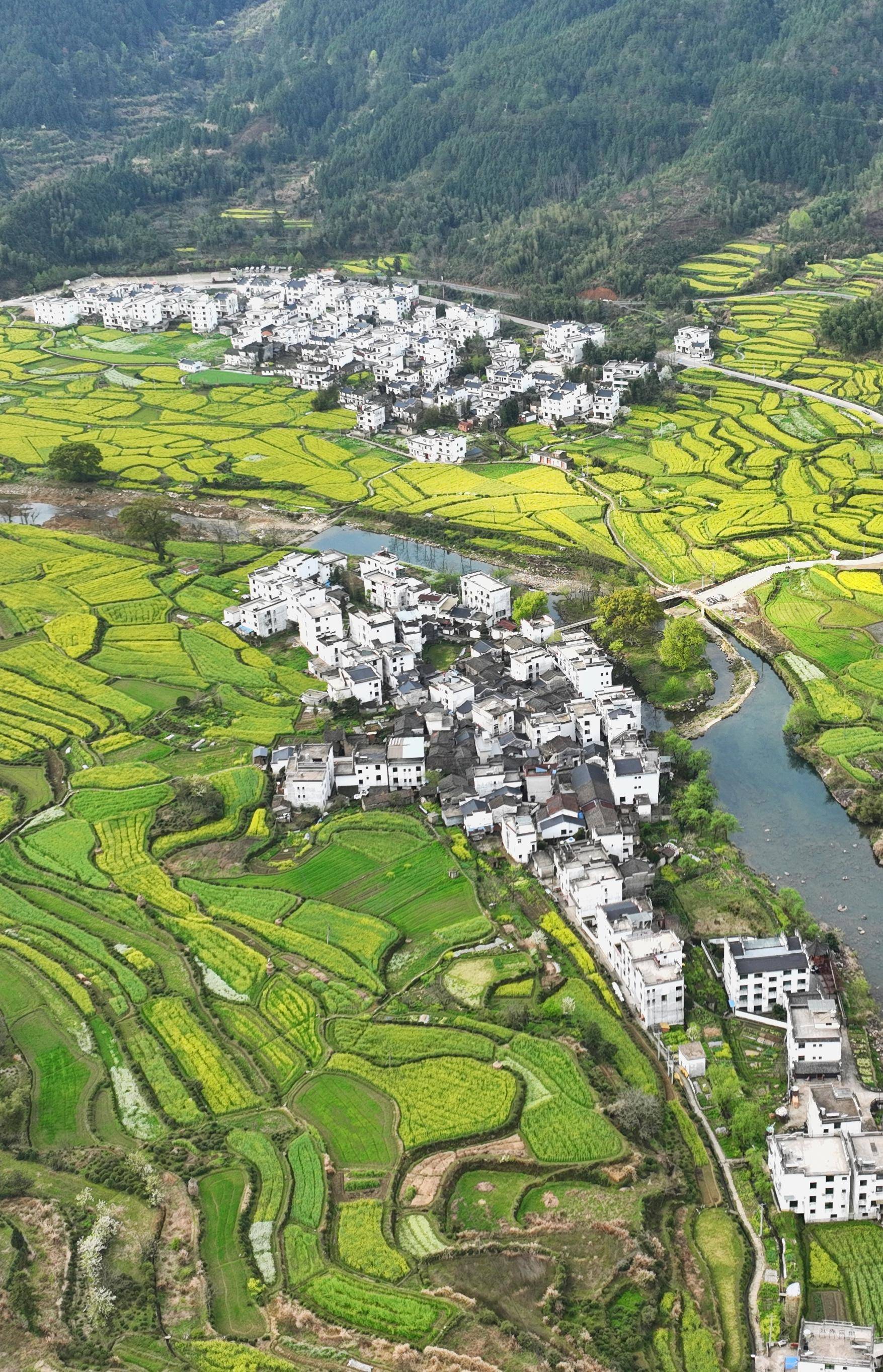 江西省婺源县溪头乡江岭近十万亩油菜花次第开放.