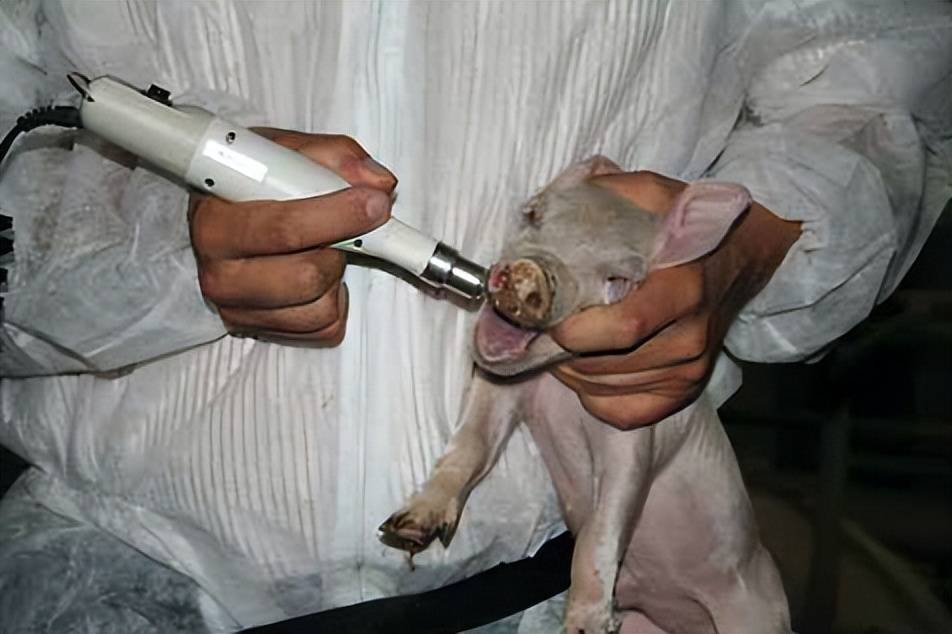 以上就是给仔猪剪牙的注意事项及方法,给仔猪剪牙可以说是小猪出生后