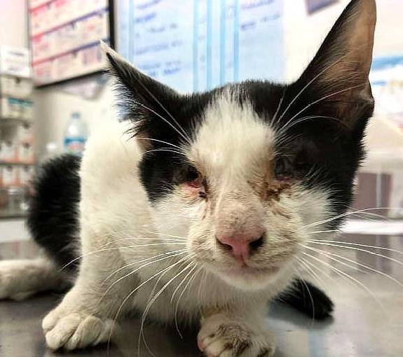 狗狗发现失明小猫秒冲过去,好心主人收编带回家 狗狗发现失明小猫秒冲过去,好心主人收编带回家