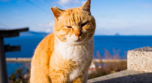 养猫后,宠主还有自由吗?网友说出实情 养猫后,宠主还有自由吗?网友说出实情