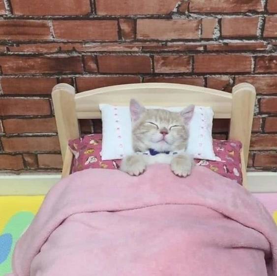 男子起床喂狗,发现猫咪躲在角落不敢动 男子起床喂狗,发现猫咪躲在角落不敢动