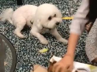 把狗子托付给女友,三天后回去看哭笑不得 把狗子托付给女友,三天后回去看哭笑不得