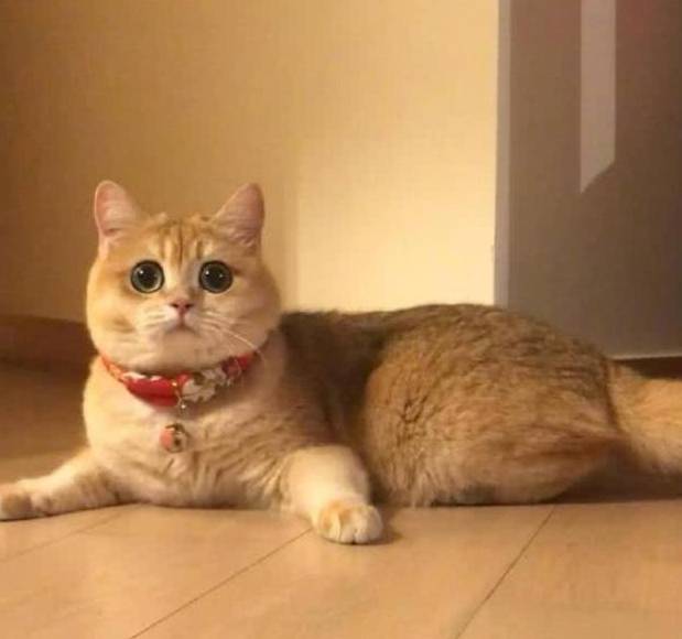 猫咪排队偷肉吃轮流放风,黑猫:快点吃该轮到我了! 猫咪排队偷肉吃轮流放风,黑猫:快点吃该轮到我了!