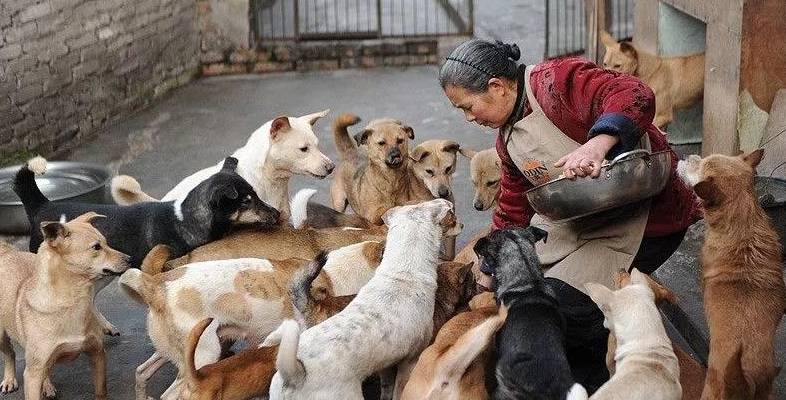 会养狗的人，无非是这几种人，你属于哪种？_狗狗_什么_营生