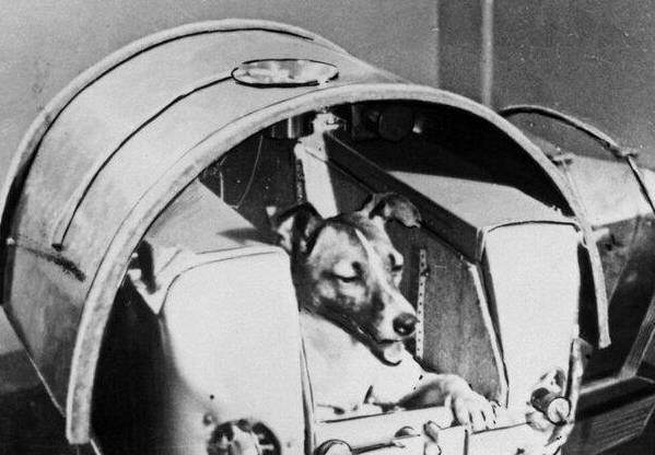 一只狗背火箭飞的表情图片