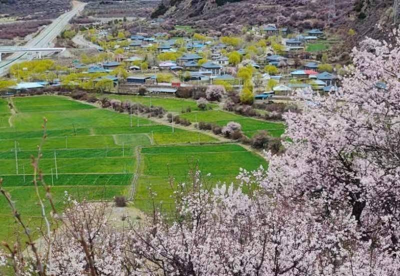以桃花为信 赴一场春日之约 4月1日 在"四季如画·工布江达"等你!