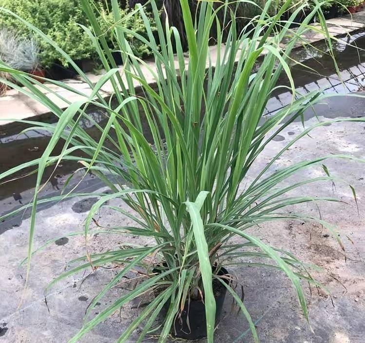 香茅草还具有很高的药用价值,它有着一定清热解毒,凉血消肿等功效