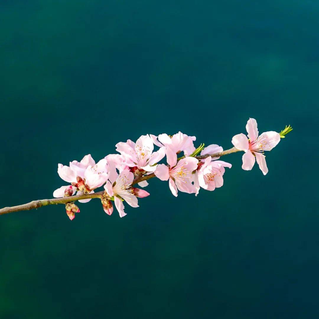 在碧桃花粉紅色花瓣的映襯下,猶如一幅被多彩畫筆點蘸暈染過的風景畫