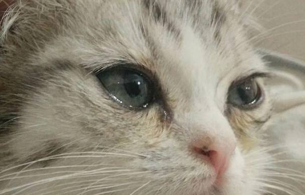 猫咪_解决办法_眼睛