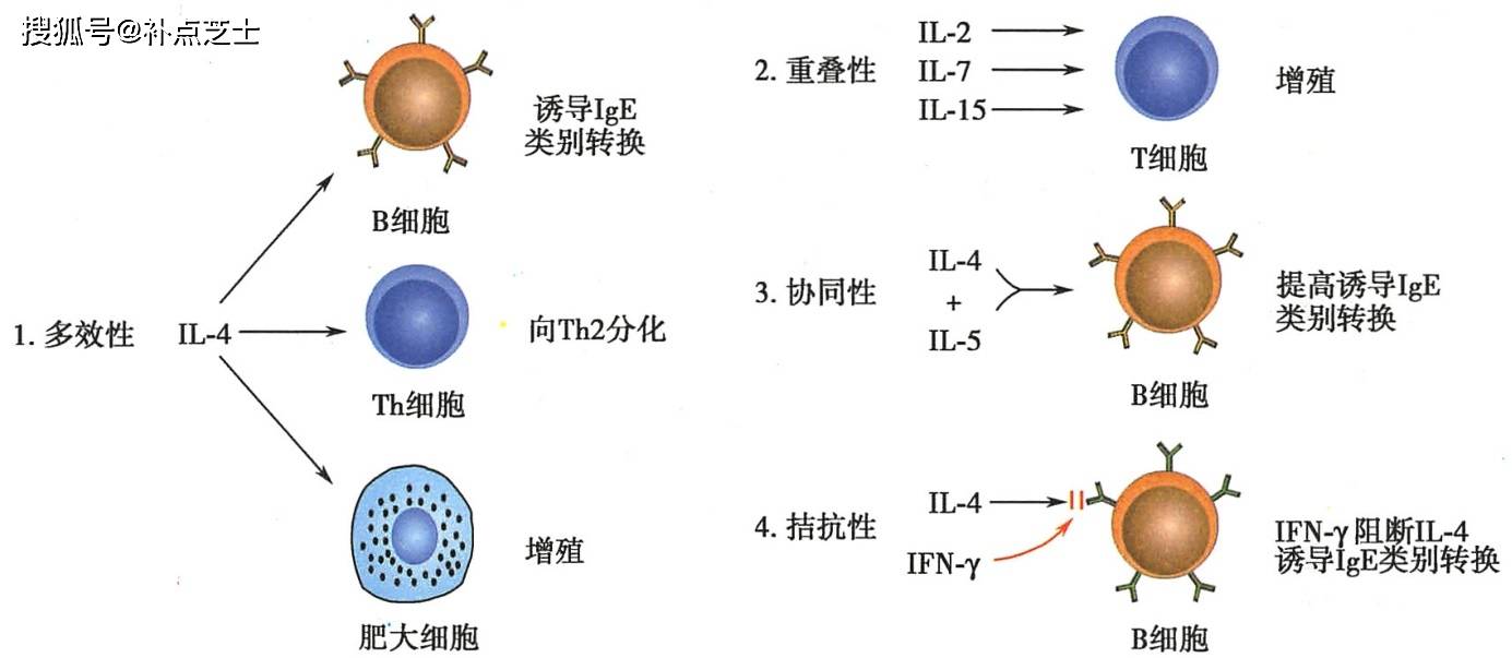 细胞因子是什么?它们有什么共同特点?