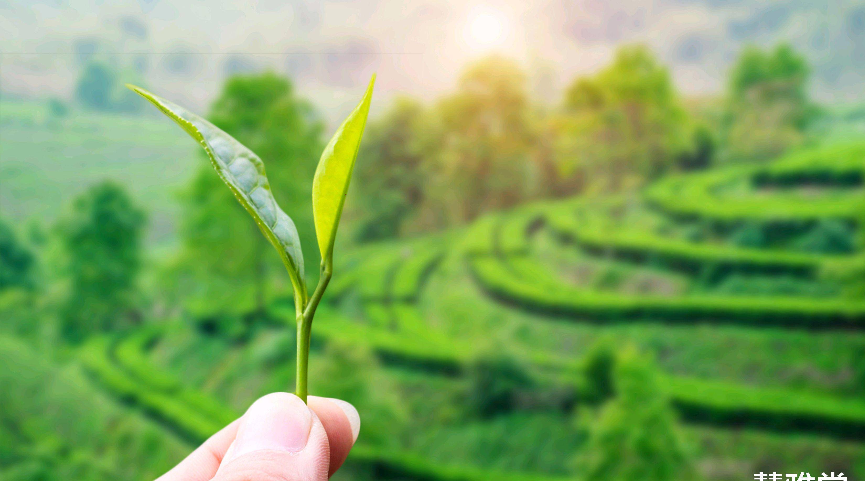 茶叶背景图片大全集图片