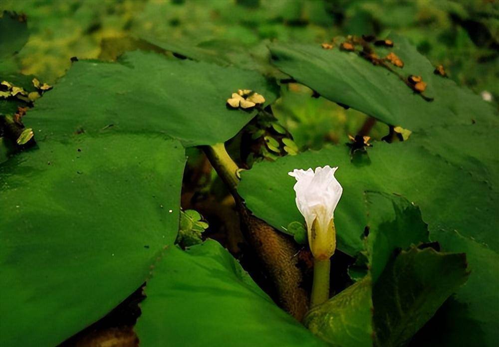 【別名】菱角,芰實,水菱等.【品種來源】菱科植物菱的果實,殼角,莖葉.