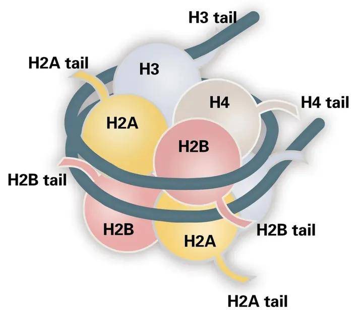 生命科学研究热点——组蛋白修饰_结构_histone_al