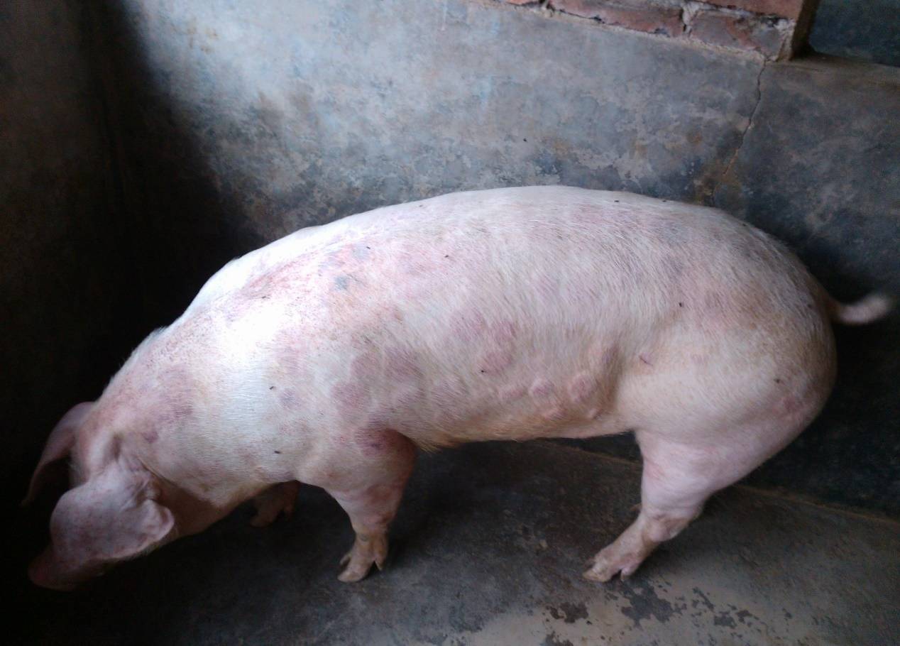 猪丹毒是什么症状?猪丹毒怎么治疗?快速帮助养猪人识别并解决!