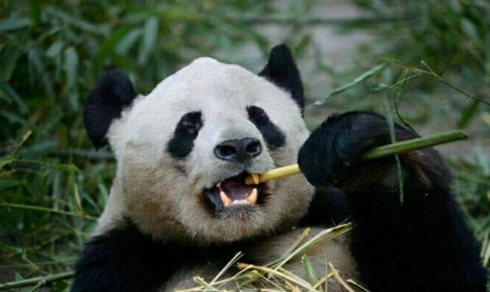 大熊猫最怕什么动物图片