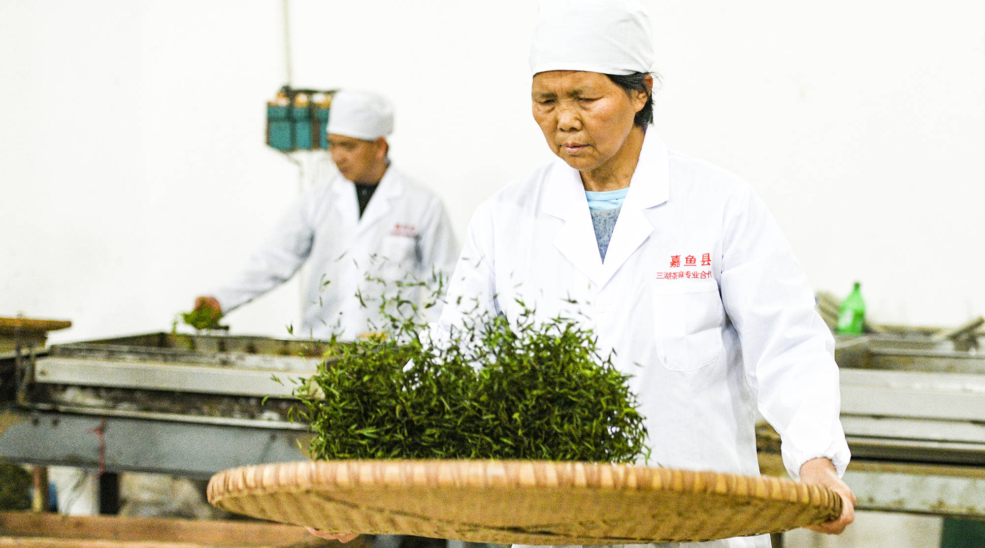 春茶香飘,农民鼓腰包_嘉鱼_茶叶_三湖