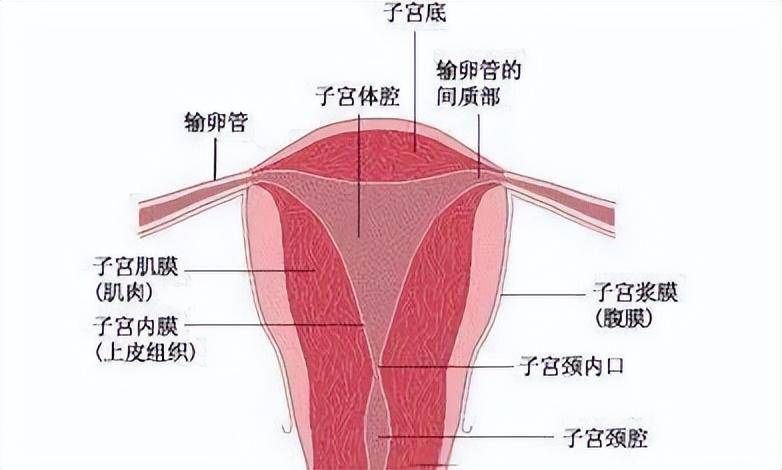 宫颈异常是一种妇科疾病