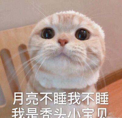 猫咪搞笑图片带字图片图片