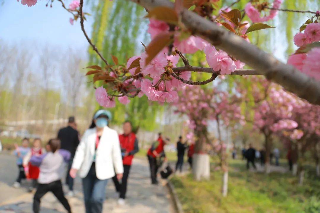 济源世纪广场樱花图片