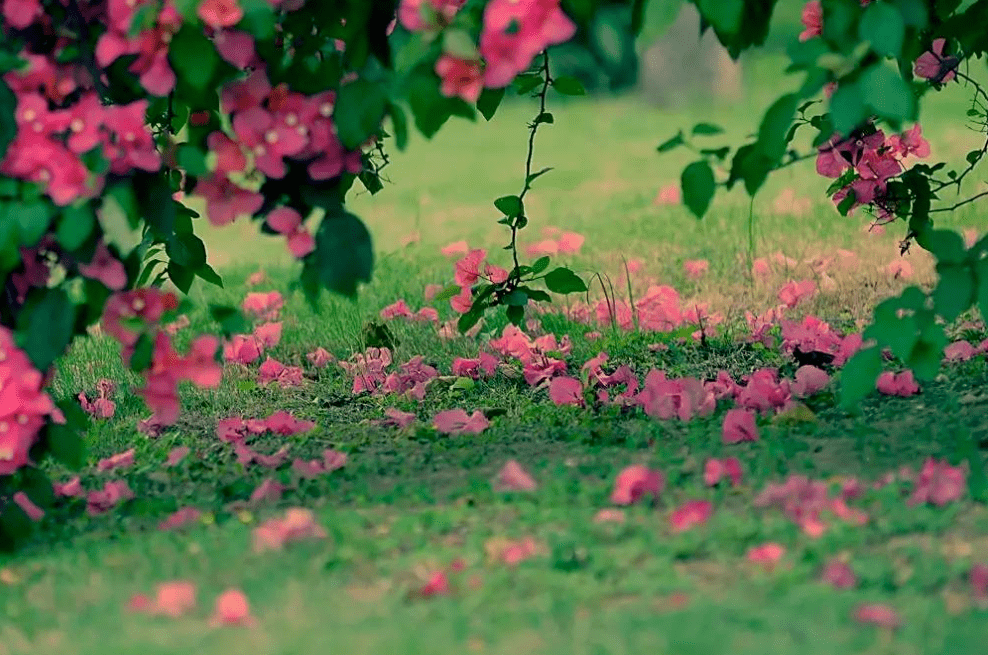 暮春佳气年年胜,有关暮春的诗词,最美的暮春景色,都在古诗词里!