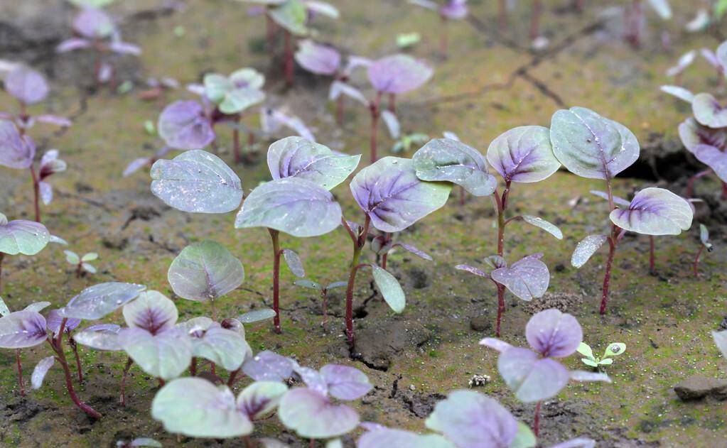 種莧菜,別步入5個認知方面誤區,謹記五個