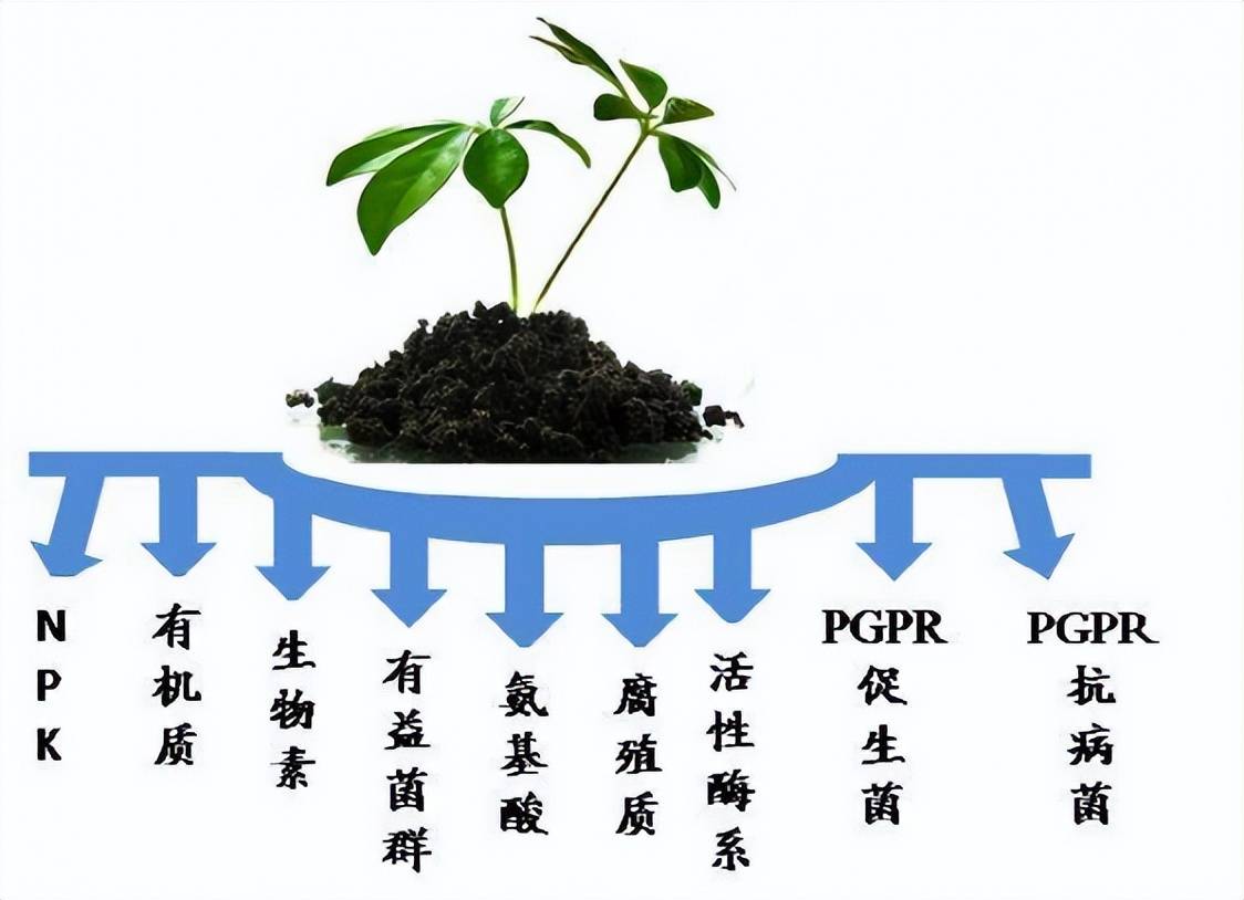 短芽孢桿菌屬(brevibacillus),假單胞菌屬(pseudomonas),伯克霍爾