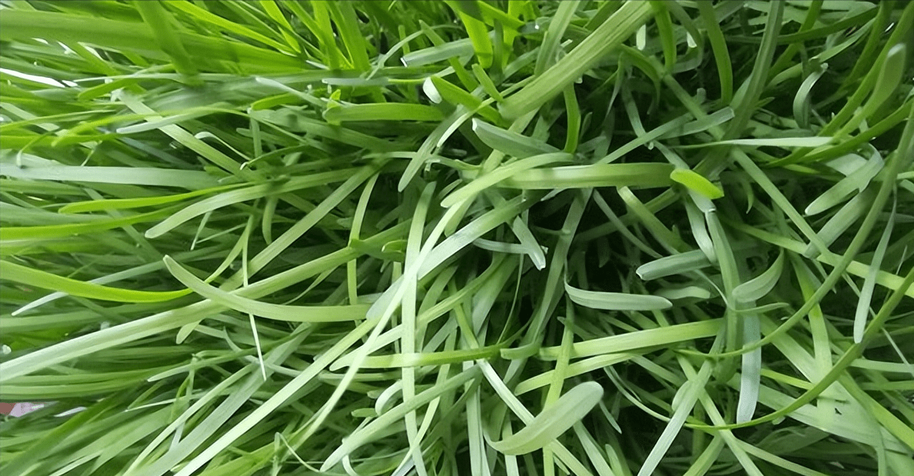 如何防治韭菜倒伏_密度_植株_品种