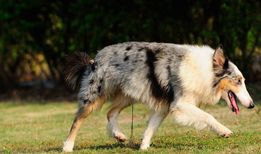 喜乐蒂牧羊犬,为什么很少有人养?_边牧_狗狗_因为