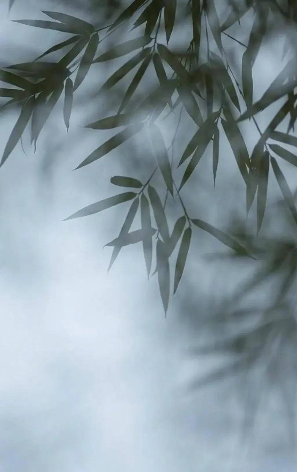 画面里的留白,提升了画面的意境,虚实之间,给人留下无限的遐想.