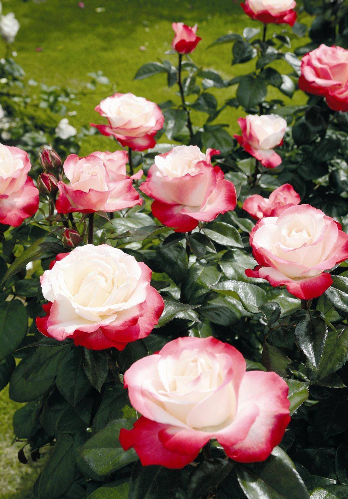 月季花优秀品种"乡愁"—淡妆浓抹总相宜,一花可使一室香_植株_阳光