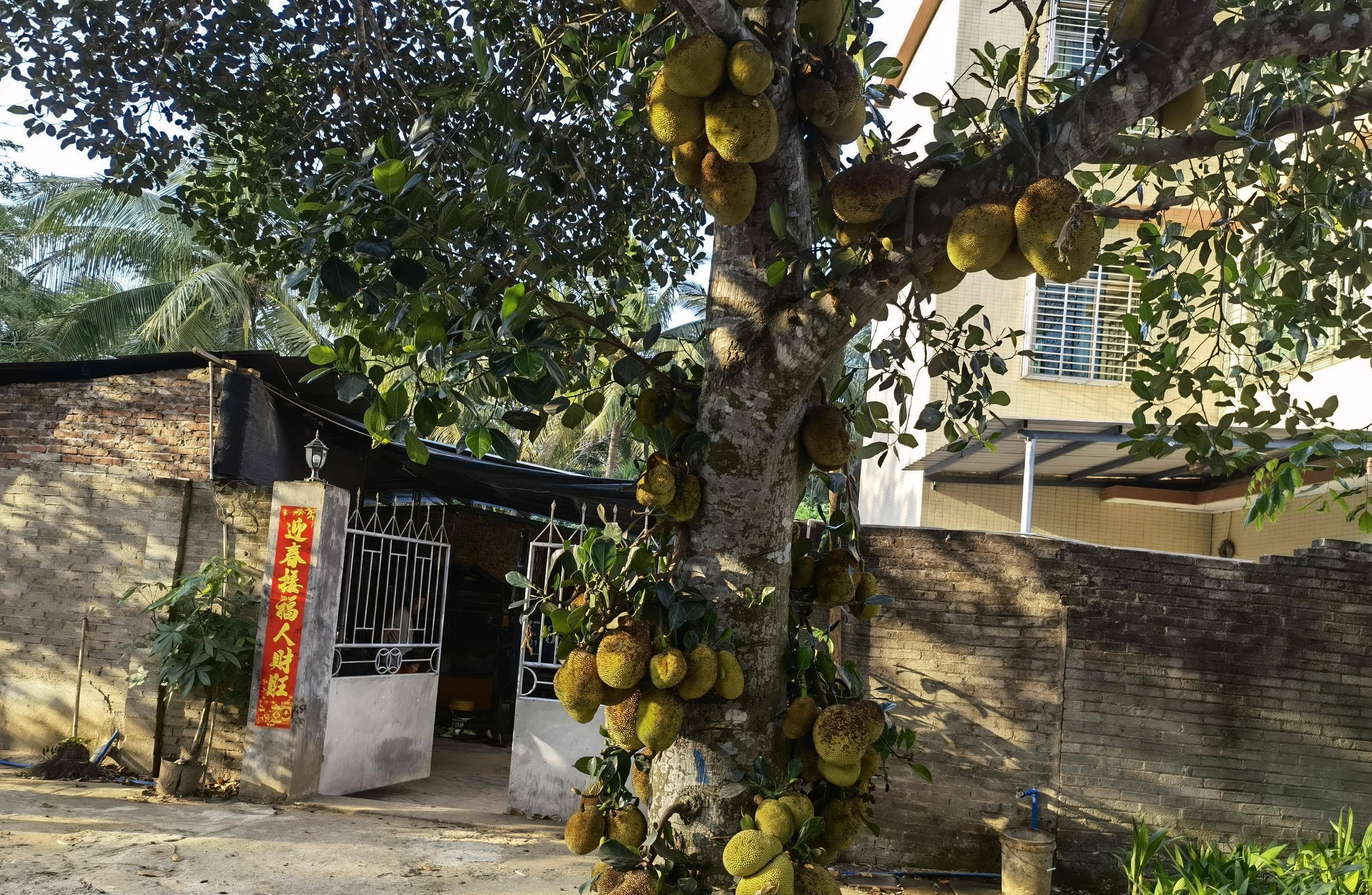 房前屋后种什么树好（庭院风水树哪种最好） 第2张