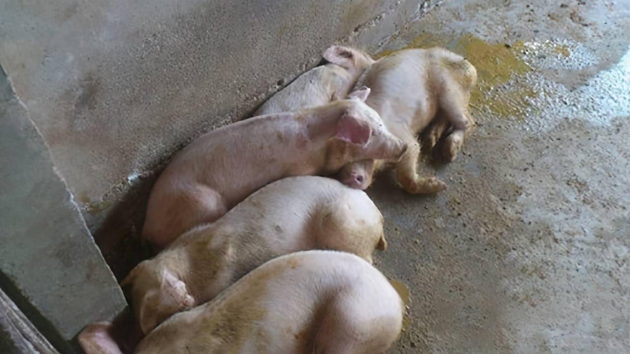 治疗小猪拉稀最简单的方法,仔猪腹泻拉稀的最佳治疗方法,好用!