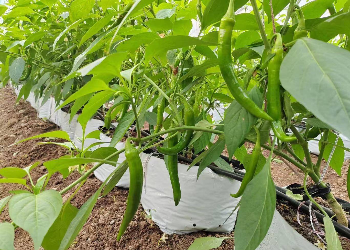辣椒也能无土栽培,省工省钱产量高,比土壤种植简单_管理_有机肥_水肥