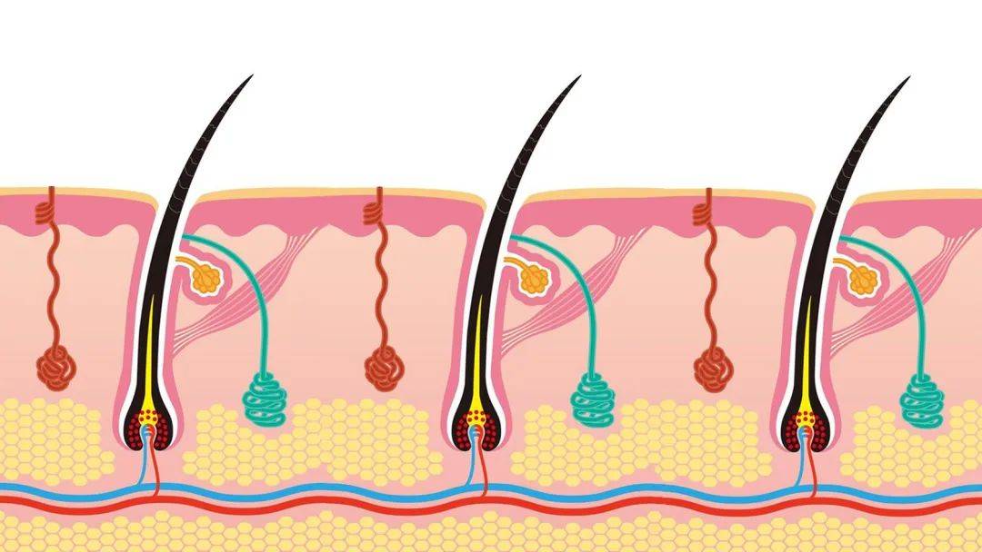 脱发必知丨如何正确认识毛囊单位?_头发_检测_毛发