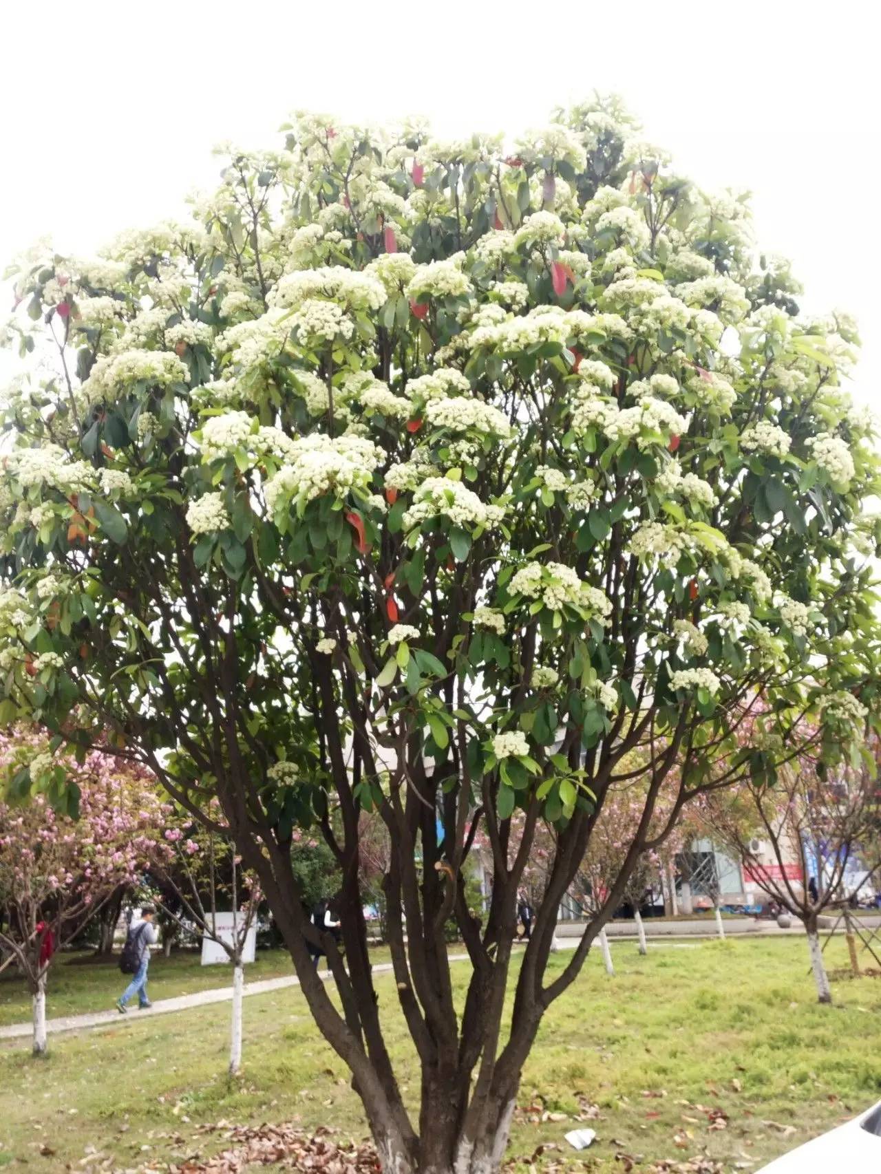 既然石楠花味道不好闻,那么石楠有替代品吗茶梅,是一种珍贵的观赏植物