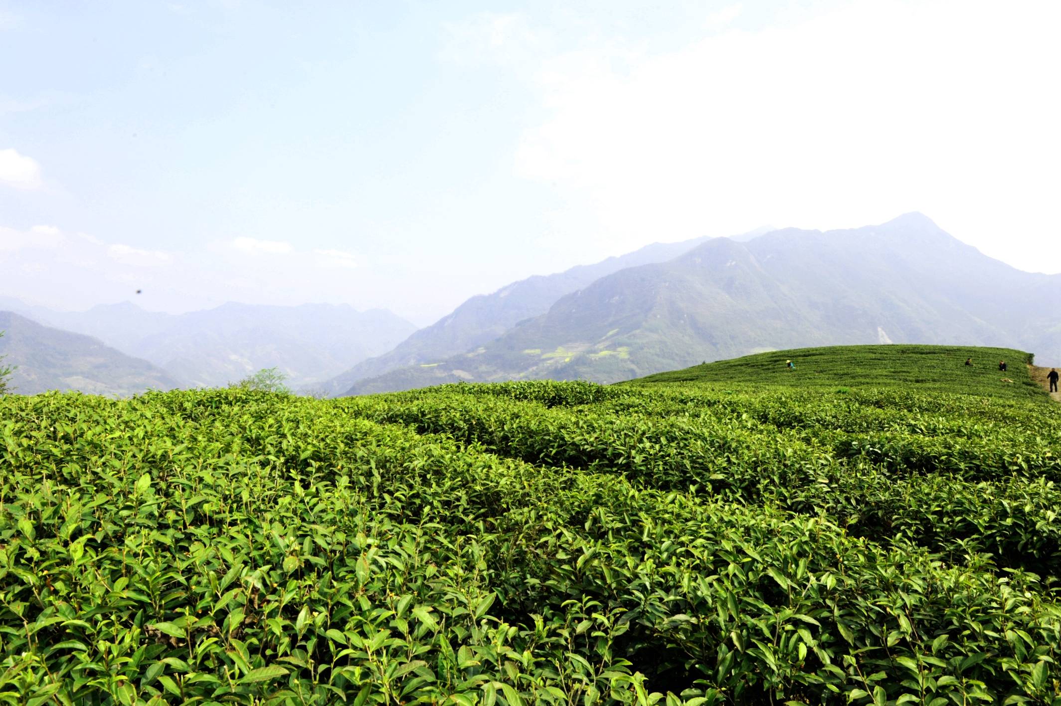 首届"绿茶文化节"请你来喝一杯"平武绿茶"_龙州_茶叶_茶园