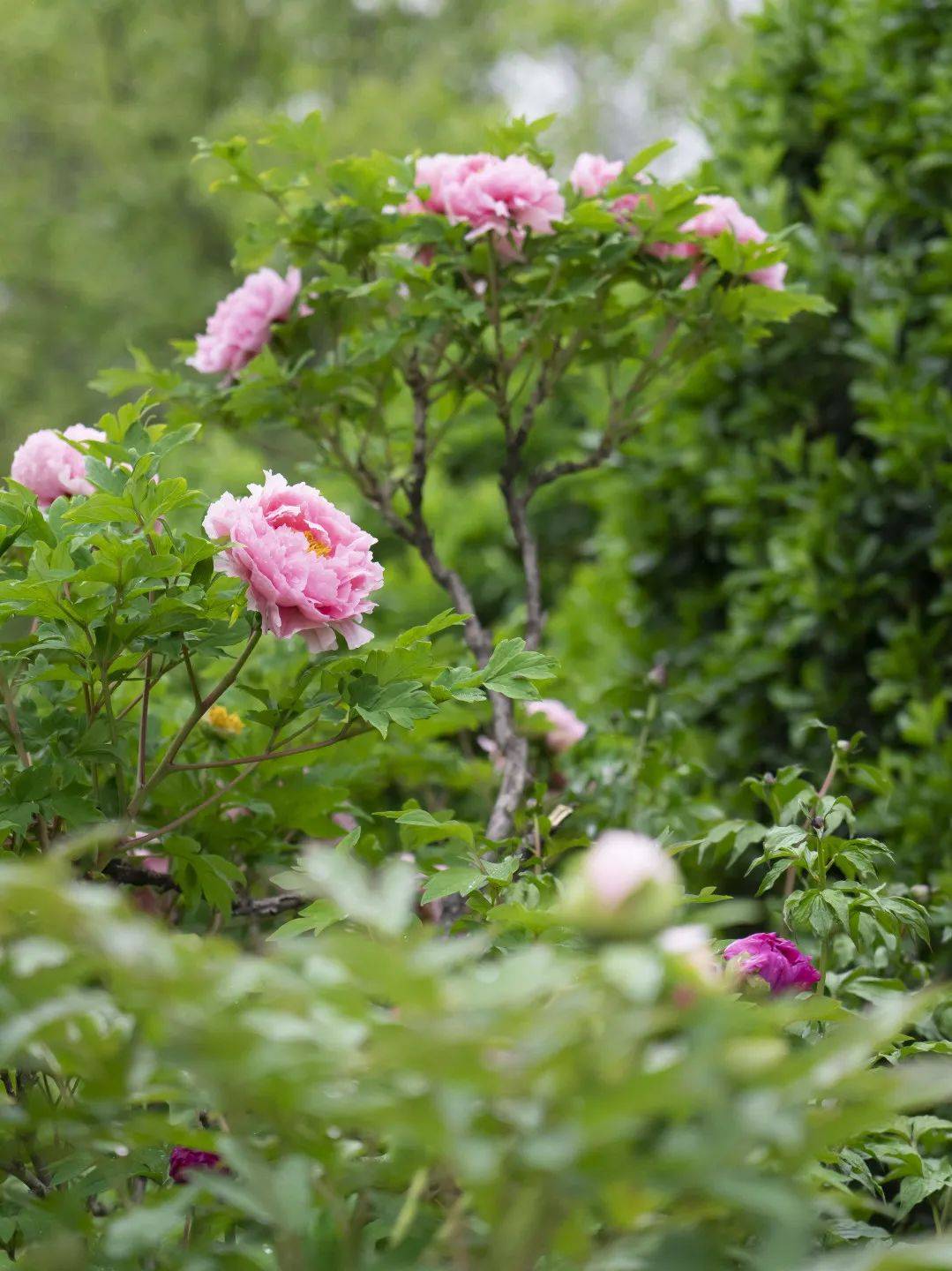 牡丹花水（牡丹花泡茶喝） 第5张