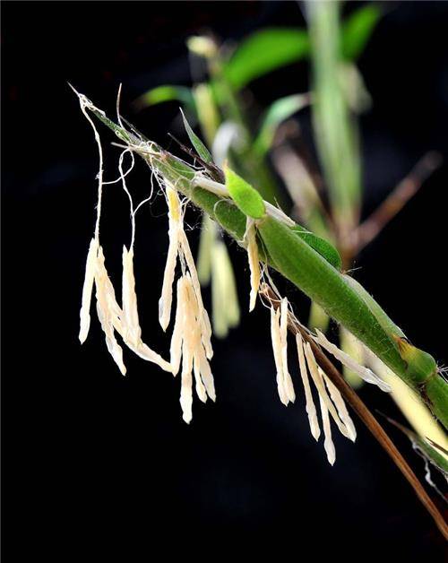 竹子开花意味着什么(竹子开花意味着什么风水)