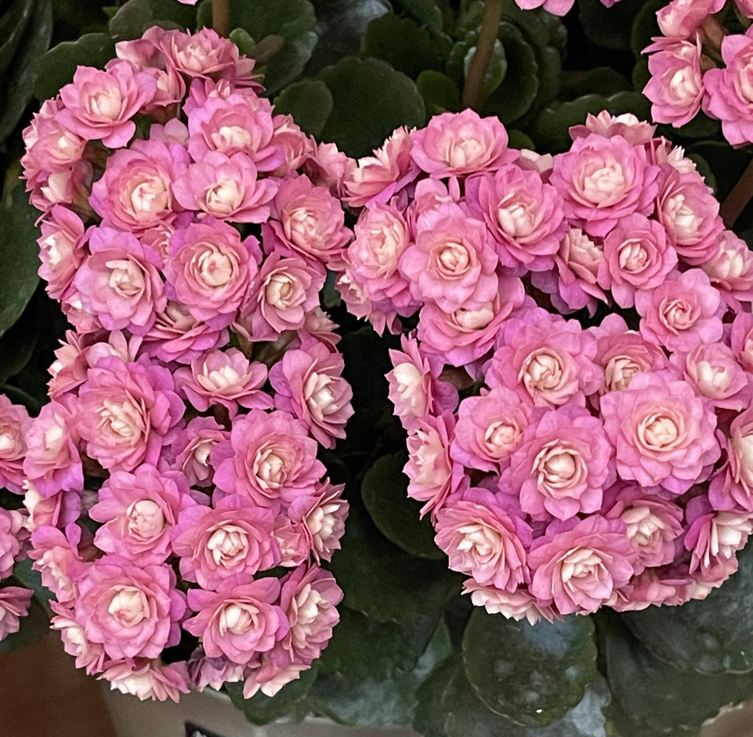 长寿花界的"精品"—豆沙皇后,玫瑰花型,颜值高,好养又爱开花_阳台